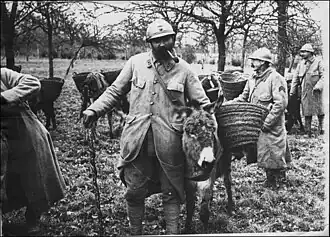 Ânes des tranchées en 1917