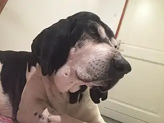 Grand Anglo-Français blanc et noir.