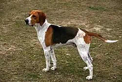 Anglo-français de petite vénerie