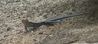 Description de l'image Angolan Blue-tailed Skink imported from iNaturalist photo 47527422 on 5 September 2023.jpg.