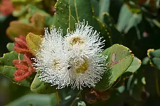 Fleurs et feuilles nouvelles.