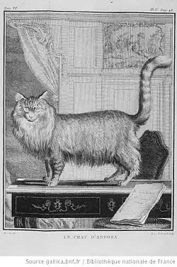 Le Chat d'Angora, dessiné par Buvée.