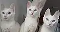 Angoras turcs blancs yeux bleus.