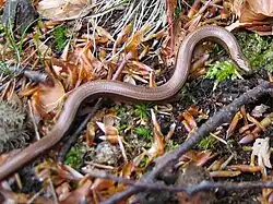 Sa couleur et sa texture lui offrent un relatif camouflage.