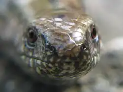 La tête est petite et tubulaire (Suède).