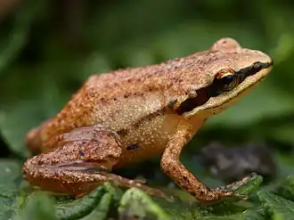 Description de l'image Anhydrophryne ngongoniensis.jpg.