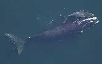 Eubalaena glacialis