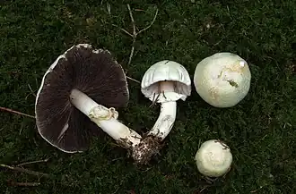 Agaricus silvicola (Agaricaceae)