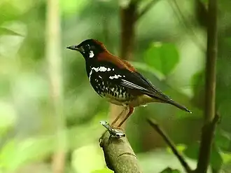 Description de cette image, également commentée ci-après