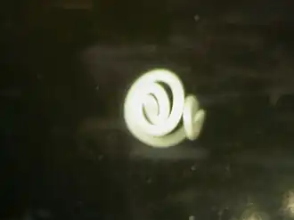 Description de l'image Anisakis.jpg.