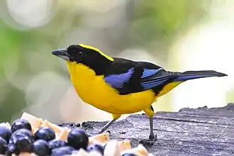 Description de l'image Anisognathus somptuosus by Don Faulkner.jpg.