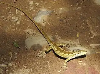 Description de l'image Anisolepis grilli.jpg.