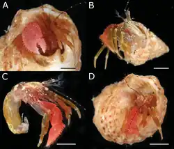 Anisopagurus asteriscus