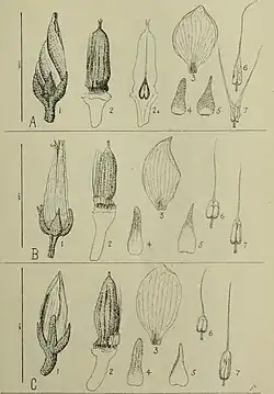 Description de l'image Anisoptera spp-The Gardens' bulletin; Straits Settlements (1913) (14586268740).jpg.
