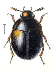 Anisotoma humeralis (Leiodidae)