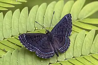 Description de cette image, également commentée ci-après