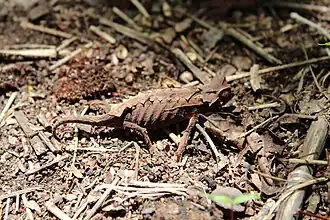 Description de l'image Anja Reserve Leaf Chameleon imported from iNaturalist photo 16209160 on 21 April 2022.jpg.