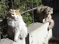 Chat de race « angora turc »