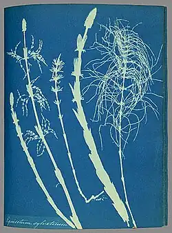 Prêle des bois Equisetum sylvaticum (1853).