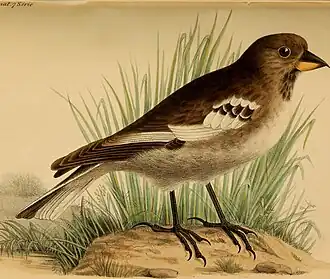 Description de l'image Annales des sciences naturelles (1891) (18018813509).jpg.