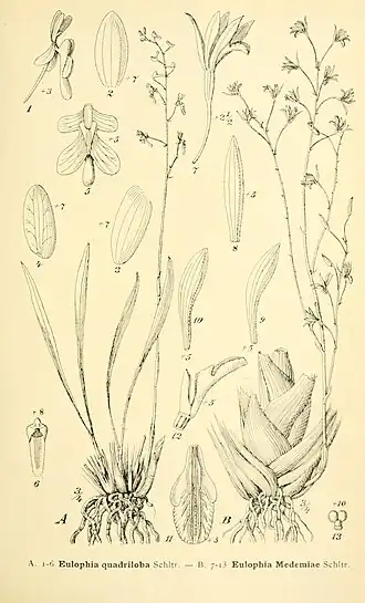 Description de l'image Annales du Muse colonial de Marseille (1907-1954) (18221680210).jpg.