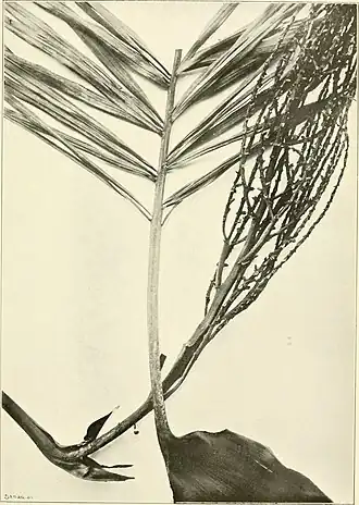 Description de l'image Annales du Muse colonial de Marseille (1907-1954) (18223043839).jpg.
