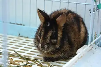 Description de l'image Annamite_striped_rabbit_(Nesolagus_timminsi).jpg.