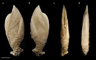 Annandaleum japonicum