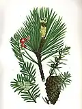 Pin sylvestre, Genévrier et If commun par Anne Pratt, The Flowering Plants, Grasses, Sedges, and Ferns of Great Britain and Their Allies the Club Mosses, Pepperworts, and Horsetails, Frederick Warne and Co., 6 vols., 1855–1873.
