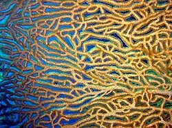 Détail des nombreux bras anastomosés.