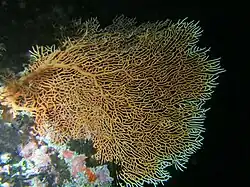 Une gorgone éventail (Annella mollis)