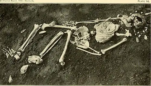 Le squelette(Smithsonian Report, 1909. MacCurdy. Planche 17)