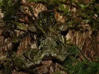 Description de l'image Anodonthyla moramora.jpg.