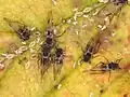 Insectes noirs ailés sur une plante jaune avec de petits insectes blancs autour d'eux.