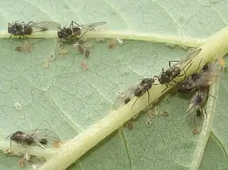 Description de l'image Anoecia corni 01.JPG.