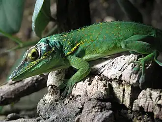 Description de l'image Anolis žlutohrdlý 0148.jpg.