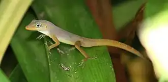 Description de l'image Anolis Wattsi schwartzi on St.Kitts.jpg.
