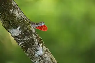 Description de l'image Anolis charlesmyersi 268922280.jpg.