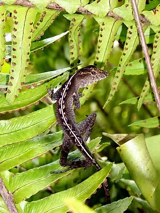 Description de l'image Anolis cobanensis 65035091.jpg.