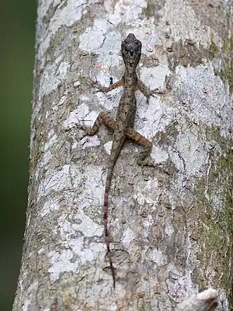 Description de l'image Anolis limifrons.jpg.