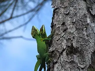Description de l'image Anolis noblei.jpg.