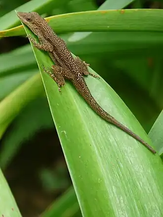 Description de l'image Anolis opalinus on leaf.jpeg.