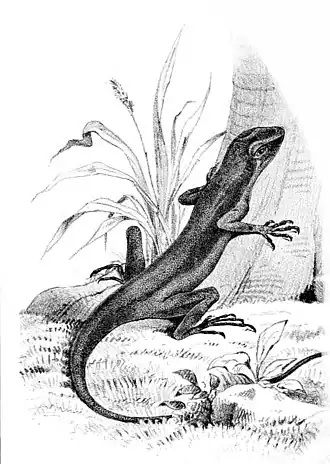 Description de l'image Anolis pachypus.jpg.