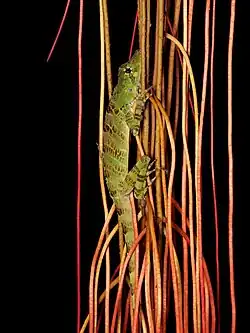 Anolis princeps