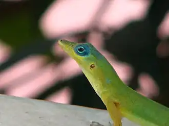 Description de l'image Anolis trinitatis 2.jpg.