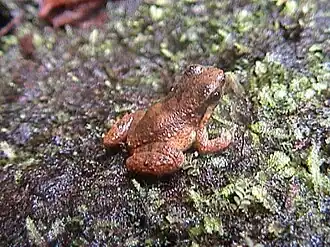 Description de l'image Anomaloglossus degranvillei06.jpg.