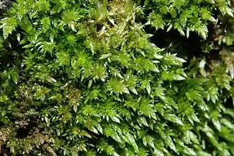 Anomobryum concinnatum.