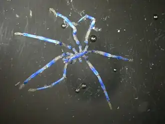 Description de l'image Anoplodactylus (MNHN-IU-2013-18632) 001.jpeg.