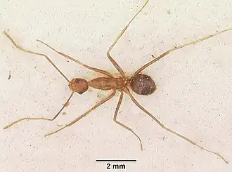 Description de l'image Anoplolepis gracilipes casent0102951 dorsal 2.jpg.