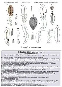 Planche 13, fig. 47 à 65.